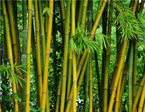 Bamboo Pellet Plant
