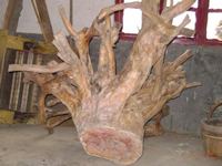 tree root for wood pellet mill plant
