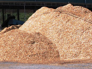 acacia wood sawdust