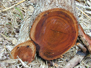 acacia wood