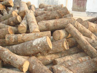 logs for wood pellet mill plant