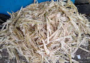 sugarcane bagasse